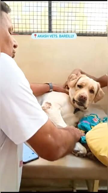 Akash Vets reel: Trusted pet care and pathology on 100 Futa Road, Bareilly.